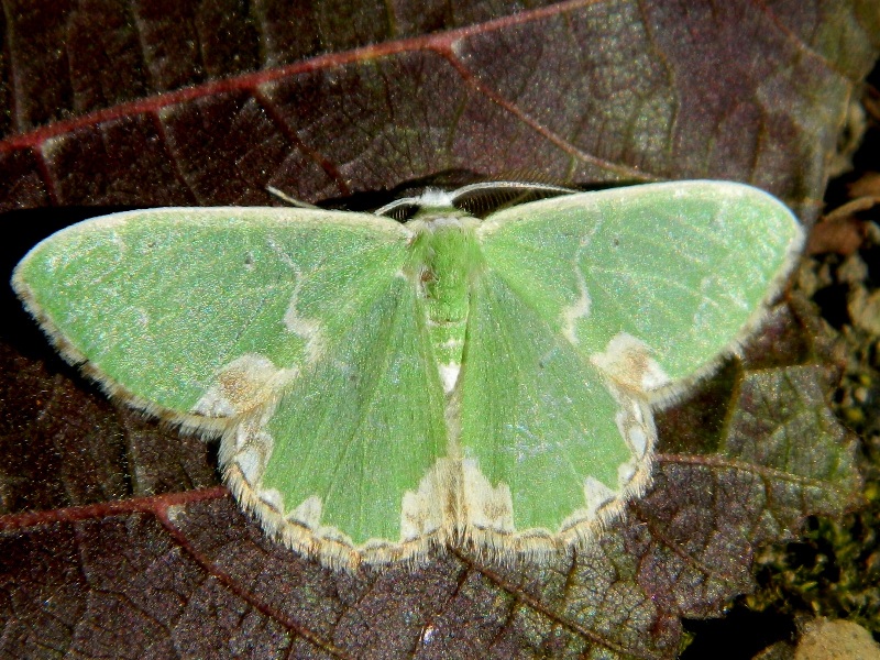 Comibaena bajularia - Geometridae